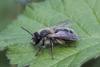 Andrena sp.